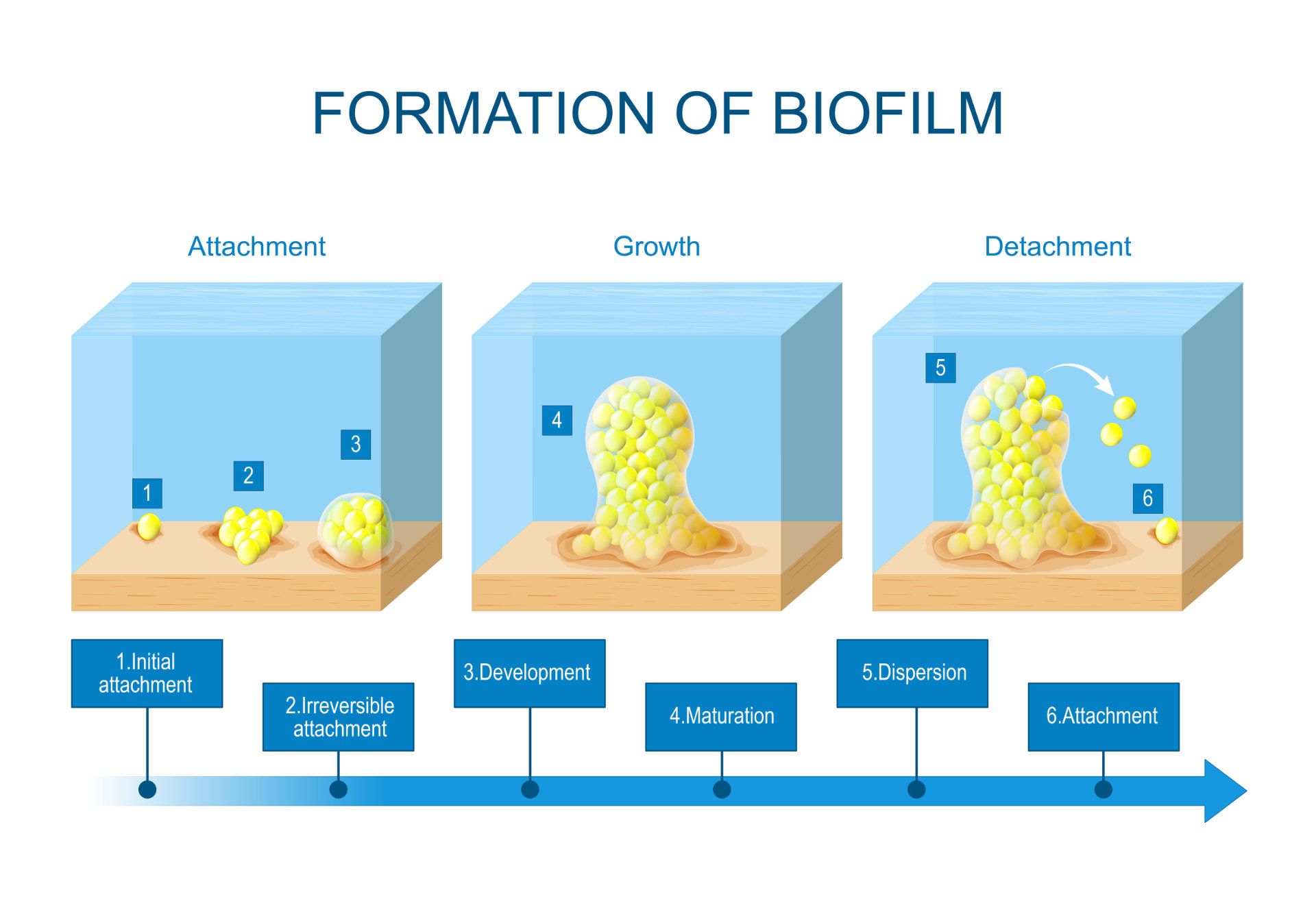 Biofilm Graphic